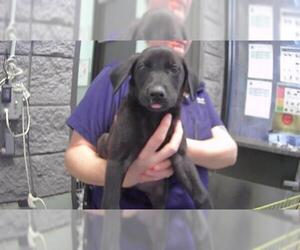 Labrador Retriever-Unknown Mix Dogs for adoption in Tulsa, OK, USA