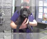 Small Labrador Retriever Mix