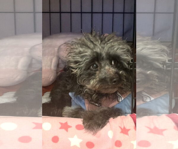 Medium Photo #4 Poodle (Miniature) Puppy For Sale in Wheaton, IL, USA