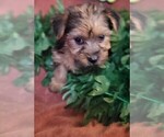 Puppy Munchkin Yorkshire Terrier