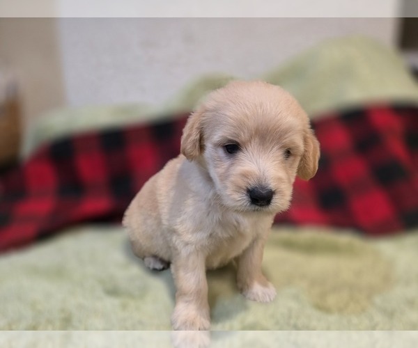 Medium Photo #10 Goldendoodle Puppy For Sale in DUBLIN, TX, USA