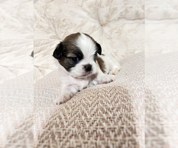 Medium Photo #6 Shih Tzu Puppy For Sale in HEMET, CA, USA