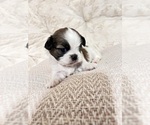 Small Photo #6 Shih Tzu Puppy For Sale in HEMET, CA, USA