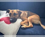 Small #3 American Pit Bull Terrier-Labrador Retriever Mix
