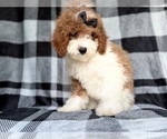Small #7 Cockapoo (Miniature)