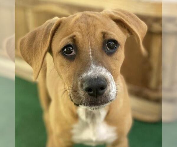 Medium Photo #6 Labrador Retriever-Unknown Mix Puppy For Sale in San Diego, CA, USA