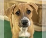 Small #5 Labrador Retriever Mix