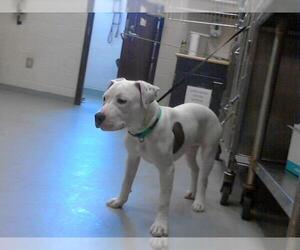 American Pit Bull Terrier-Unknown Mix Dogs for adoption in Fayetteville, NC, USA