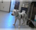Small American Pit Bull Terrier Mix