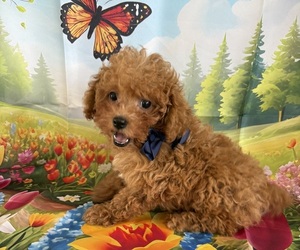 Poodle (Toy) Puppy for sale in CENTER HILL, FL, USA