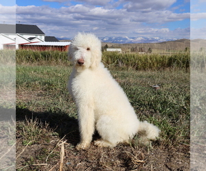 English Cream Golden Retriever-Poodle (Standard) Mix Puppy for sale in LOGAN, UT, USA