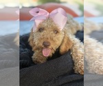 Small Photo #13 Goldendoodle mix (+ Poodle Miniature) Puppy For Sale in MENIFEE, CA, USA