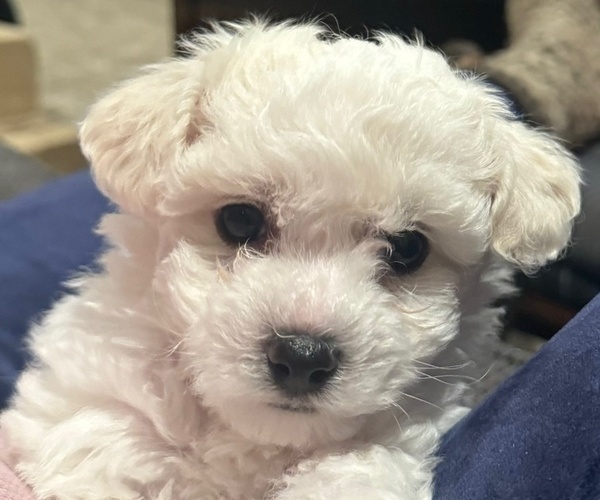 Medium Photo #1 Bichon Frise Puppy For Sale in TEHACHAPI, CA, USA