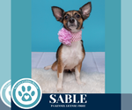 Small #2 Chihuahua Mix