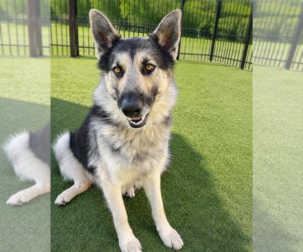 Medium Photo #4 German Shepherd Dog-Unknown Mix Puppy For Sale in Rockwall, TX, USA