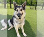 Small #3 German Shepherd Dog Mix
