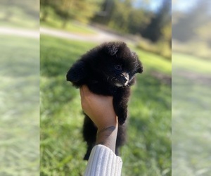 Pomeranian Puppy for sale in NOVELTY, OH, USA