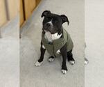 Small #1 American Pit Bull Terrier Mix