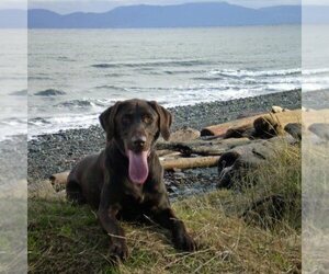 Mother of the Labrador Retriever puppies born on 06/26/2025
