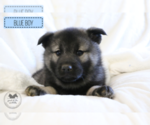 Puppy Jerry Norwegian Elkhound