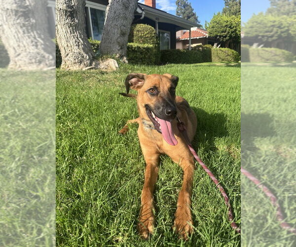 Medium Photo #2 German Shepherd Dog-Unknown Mix Puppy For Sale in Dana Point, CA, USA
