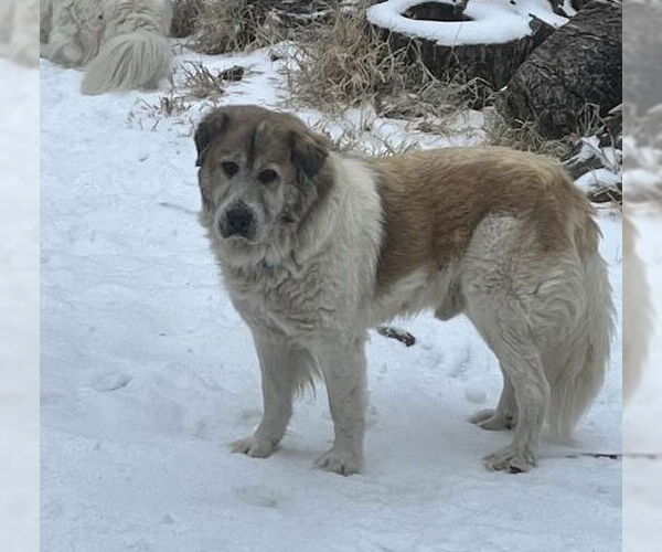 Medium Photo #3 Great Pyrenees-Unknown Mix Puppy For Sale in Dallas, TX, USA