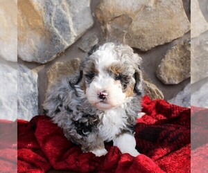 Aussiedoodle Miniature Puppy for sale in EAST EARL, PA, USA