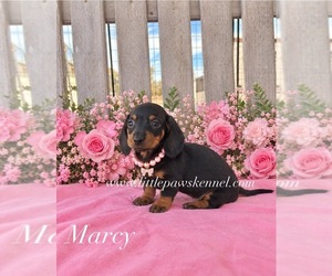 Dachshund Puppy for sale in WINNSBORO, LA, USA
