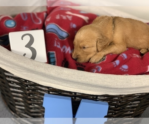 Medium Photo #18 Golden Retriever Puppy For Sale in SUMMERVILLE, SC, USA
