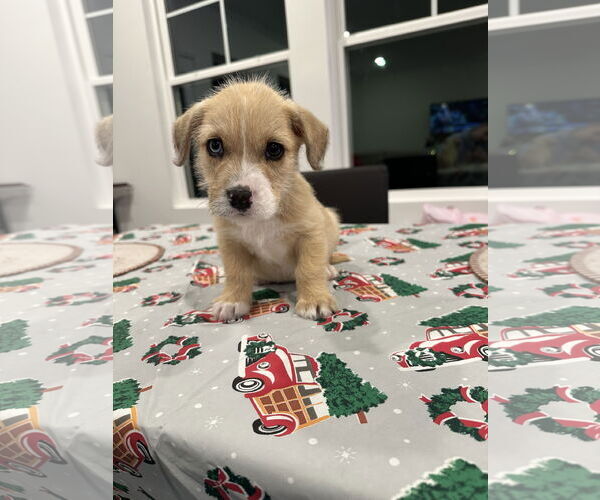 Medium Photo #1 Labsky Puppy For Sale in Holly Springs, NC, USA