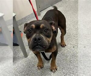 American Bulldog-Unknown Mix Dogs for adoption in Pasadena, TX, USA