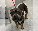 Small American Bulldog Mix