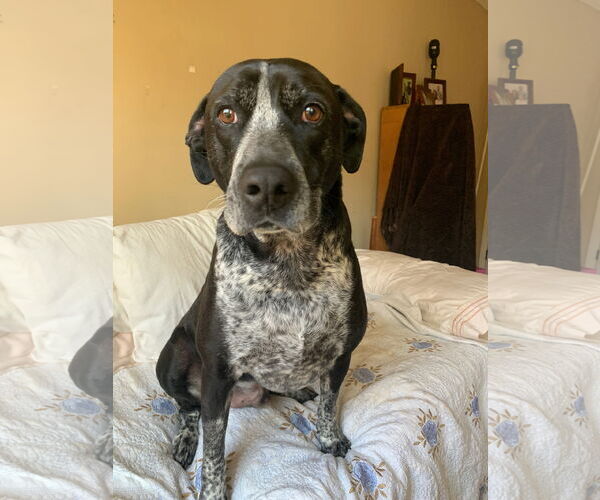 Medium Photo #2 Mutt Puppy For Sale in Rockaway, NJ, USA