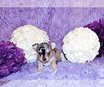 Small #2 Chihuahua