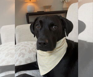 Labrador Retriever Dogs for adoption in Holly Springs, NC, USA