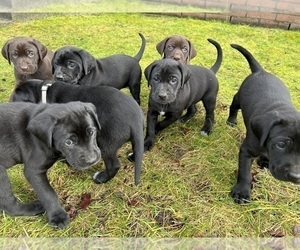 German Shorthaired Lab Puppy for sale in TACOMA, WA, USA
