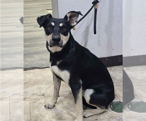 Medium Photo #4 Rottweiler-Unknown Mix Puppy For Sale in Lakewood, CO, USA