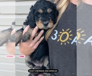 Bernedoodle Puppy for sale in WEST PLAINS, MO, USA