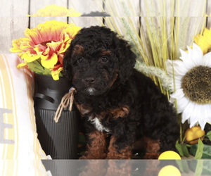 Goldendoodle (Miniature) Puppy for sale in MOUNT VERNON, OH, USA