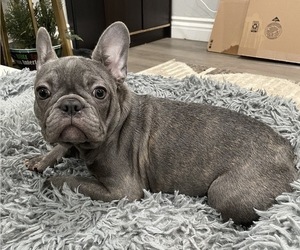 French Bulldog Puppy for Sale in ROWLAND HEIGHTS, California USA