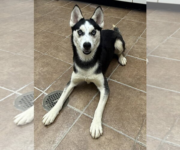 Medium Photo #1 Siberian Husky Puppy For Sale in Osgood, IN, USA