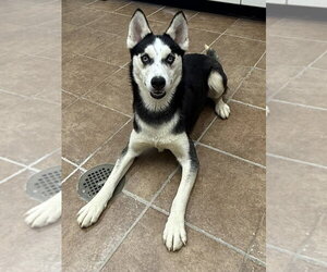 Siberian Husky Dogs for adoption in Osgood, IN, USA