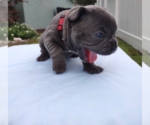 French Bulldog Puppy for Sale in RIVERVIEW, Florida USA
