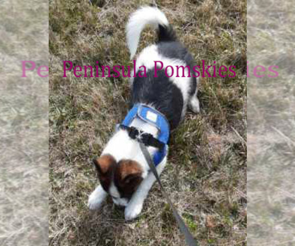 Medium Photo #6 Pomsky Puppy For Sale in SEQUIM, WA, USA