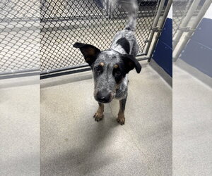 Bo 7 months AVA 9/30 - Male Labrador Retriever-Unknown Mix Dog for Adoption - Photo #2