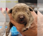 Small Photo #76 Labrador Retriever Puppy For Sale in POCAHONTAS, IL, USA
