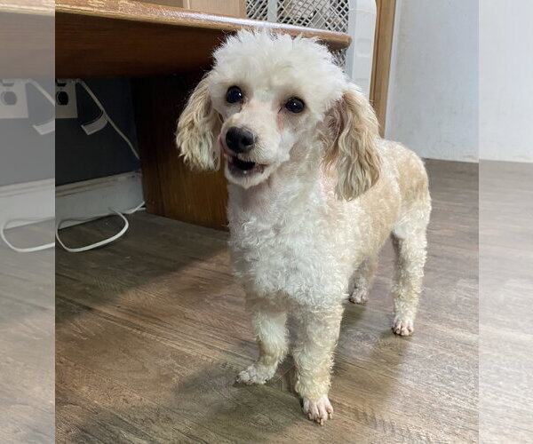 Medium Photo #3 Poodle (Toy) Puppy For Sale in Pacolet, SC, USA