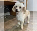 Small #2 Poodle (Toy)