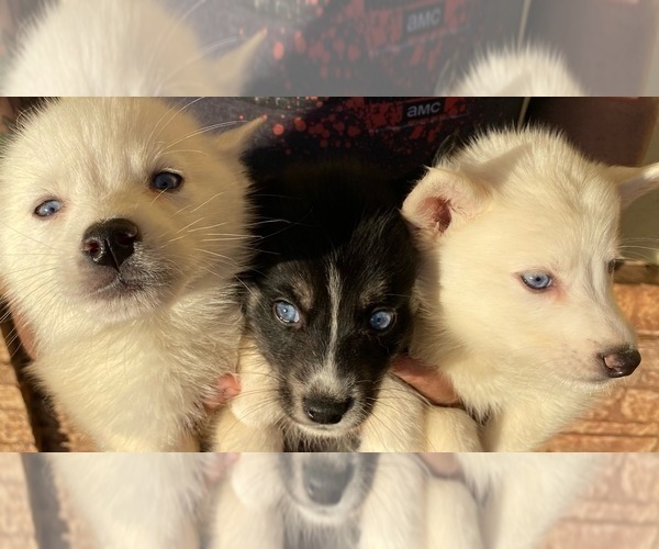 Medium Photo #2 Pomsky Puppy For Sale in ACTON, CA, USA