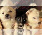 Small Photo #2 Pomsky Puppy For Sale in ACTON, CA, USA